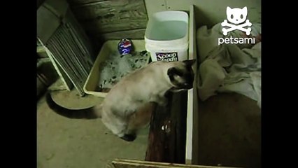 A dog protects her puppies from a cursious cat