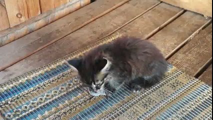 A young kitten (6 months) eats a mouse that his mother brought him.