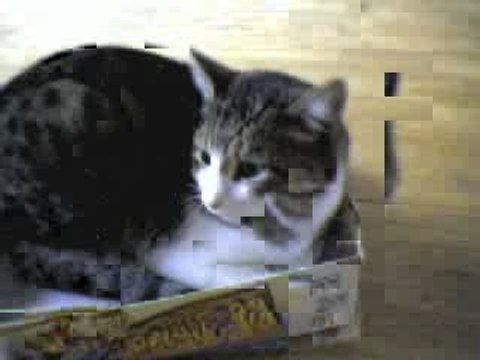 Mon chat dort dans une boîte