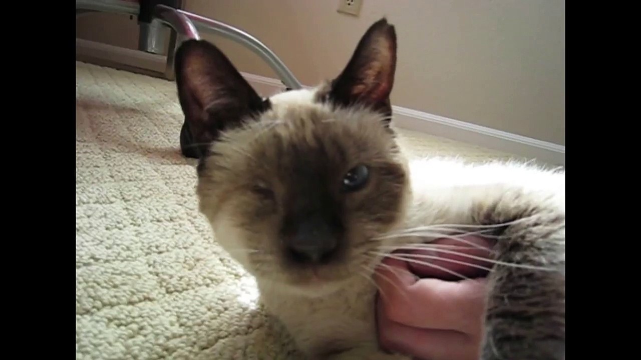 Adorable One Eyed Cat