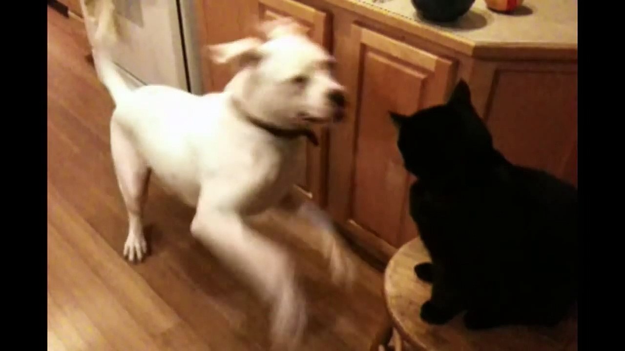 Animal Compilation Slapping Cats!