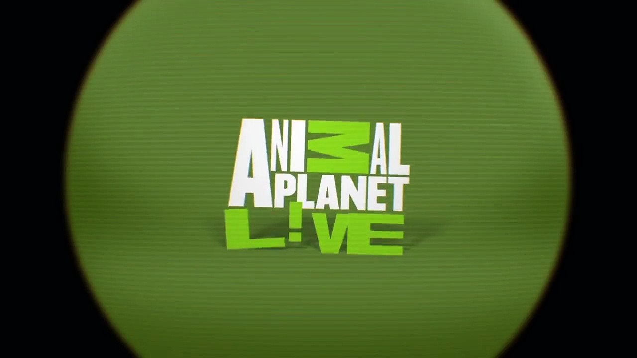 Animal Planet Live - Roach Cam