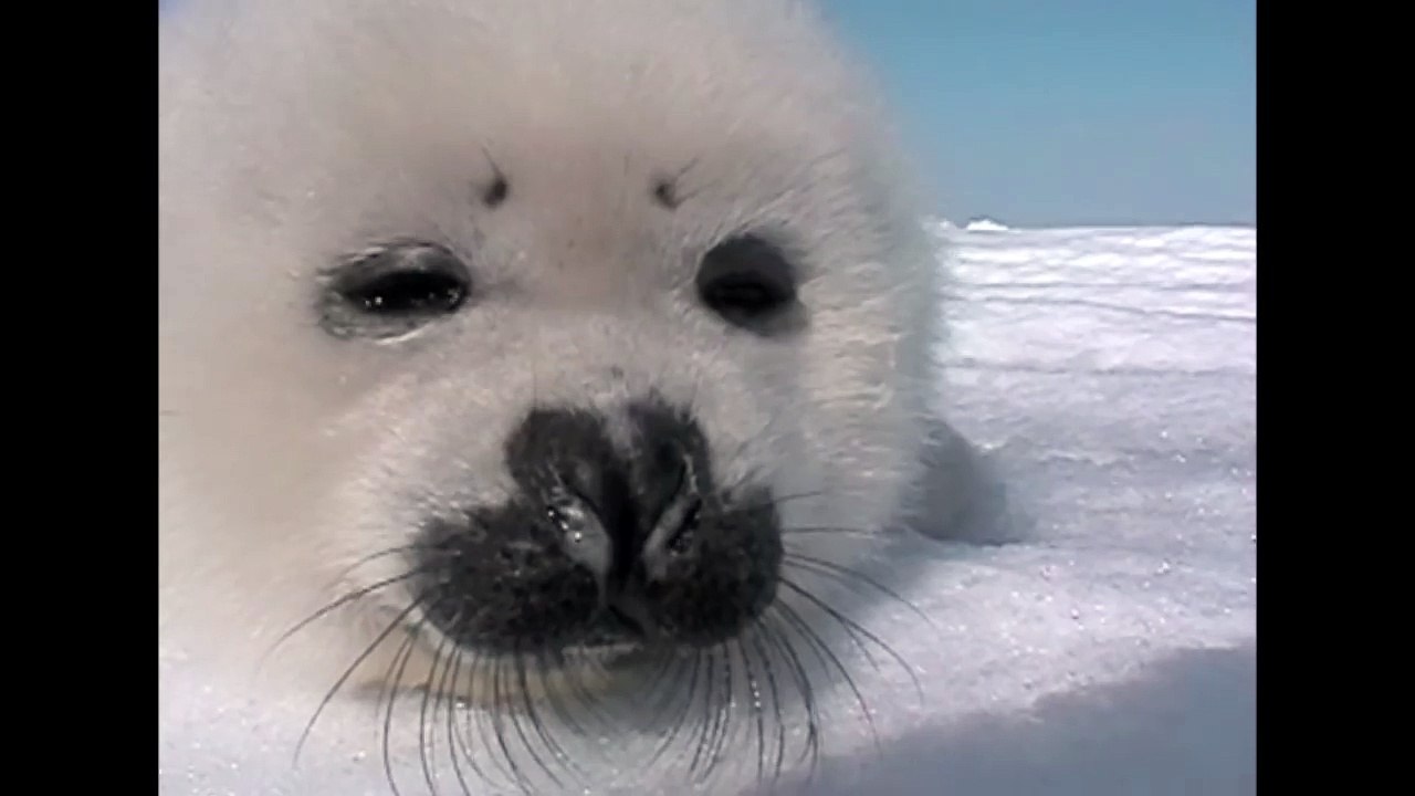 Baby Seal Gets Up Close And Personal!