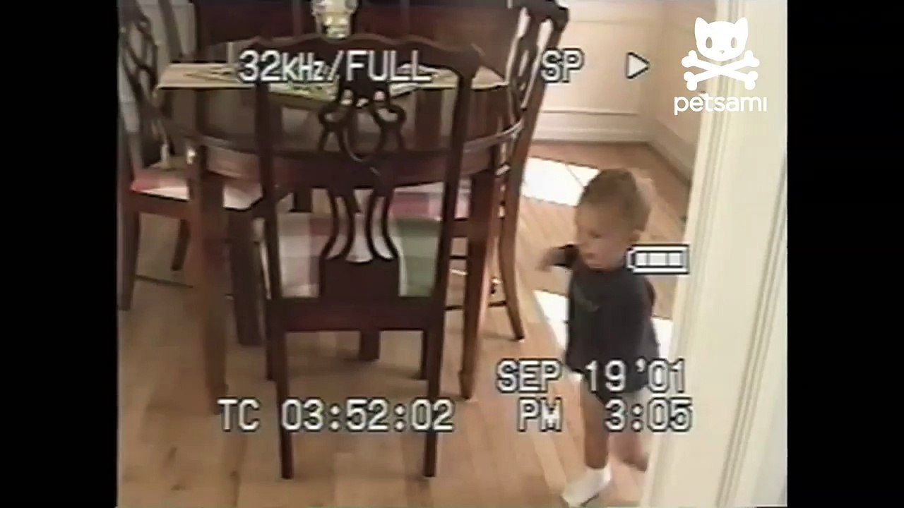 Baby taunts cat with butt