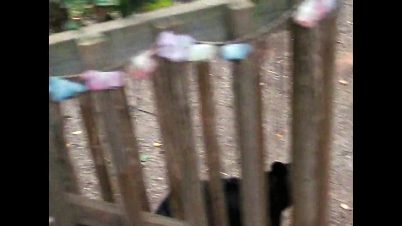 Bear attempts to take on a cat