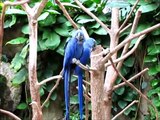 Hyacinth macaws talking