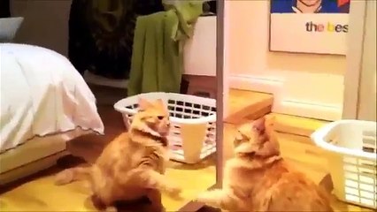 Cat freaks out at his own reflection
