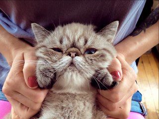 Cute Adorable Kitten Photo Music Slideshow