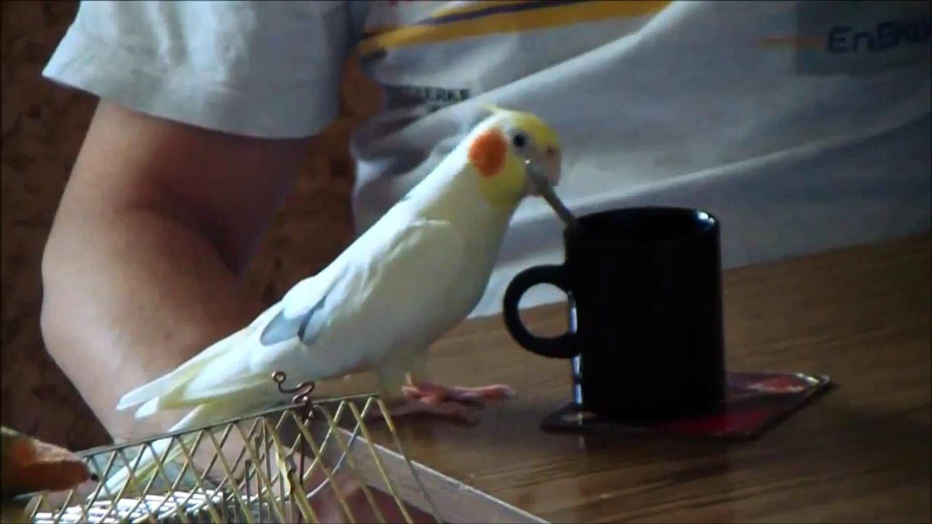 ⁣Cute Cockatiel mixing the sugar in the coffee