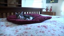 Cute kitten explores life at five weeks - Relaxing music video