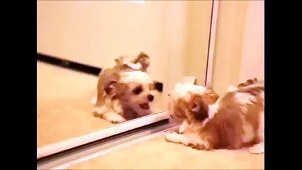 Cute Morkie puppy Attacks Himself in a mirror