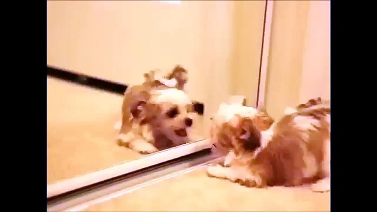 Cute Morkie puppy Attacks Himself in a mirror