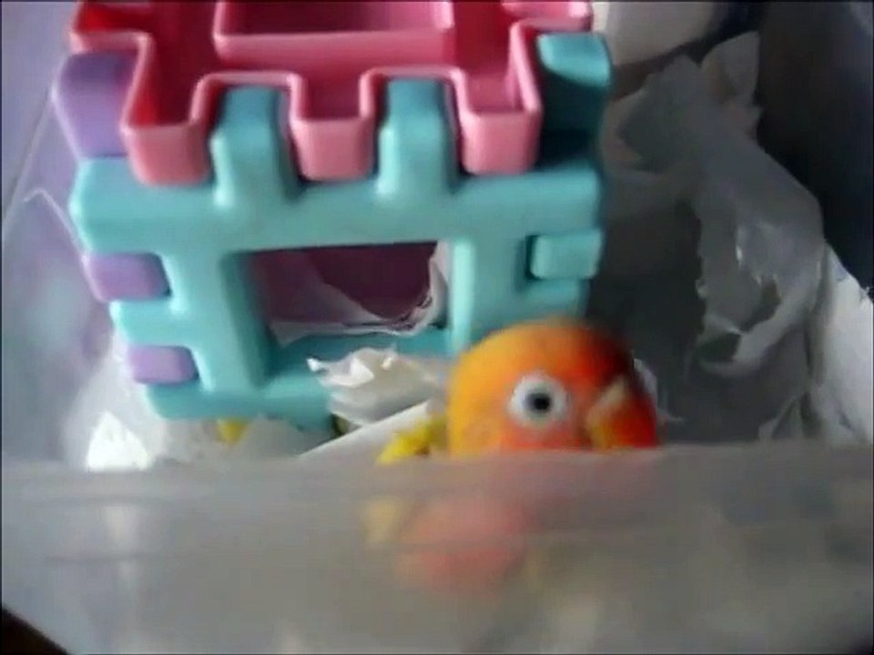 Cutest baby AGAPORNI FISCHER papillero  Lovebird