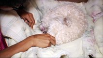 Cutest video - Havanese dog gives birth (3 puppies)