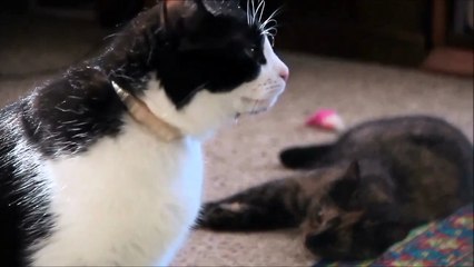 Fighting - Battle Cats