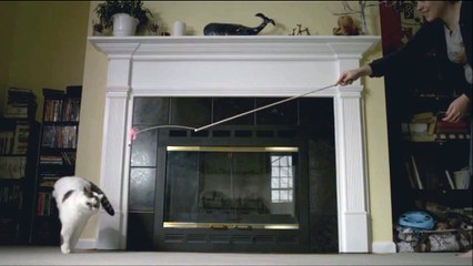 Flaying Cat - Cats in slowmotion