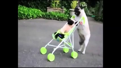 Funniest Dogs Video from Collectif Jeune Cinema