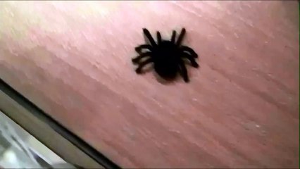Funny video - Giant Spifer Attacks Cats
