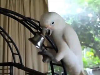 Harley and the Bell and Slow Jazz