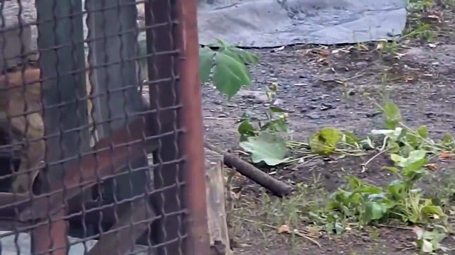 ШОК ! ЧУПАКАБРА ВЖЫВУЮ ! УЖАС ! СМОТРЕТЬ ВСЕМ !!!