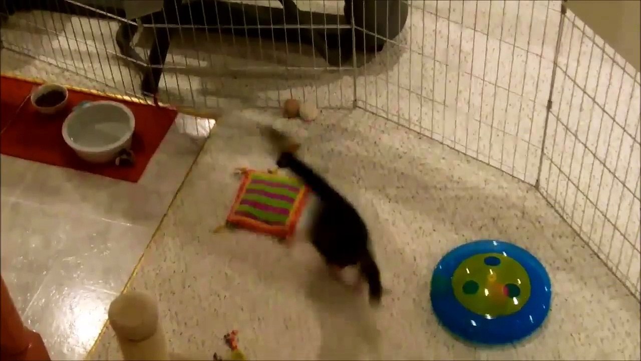 Kitten Breakfast - Excited kittens get their moist food