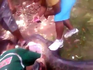 Video Clip Snake eat dog