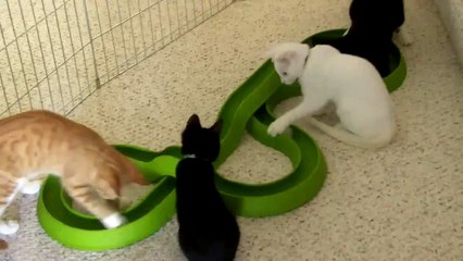 Kitties checking out a new toy - Bergan Turbo Track