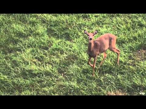 Heartland Bowhunter TV - QDM