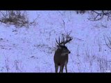The Canadian Guide Life - Archery Mule Deer and Muzzleloader Whitetail