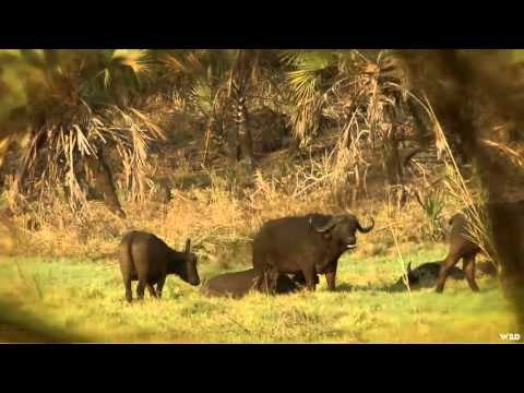 Aim On Africa - East Africa Cape Buffalo