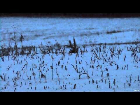 Hunting Canada and Beyond - Saskatchewan Whitetail