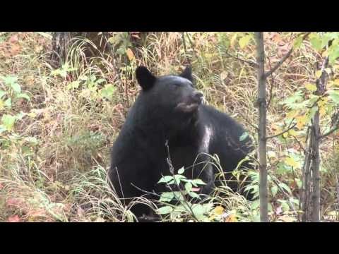 M2D Camos Livin the Dream - Colten Spears a Bear Part 1