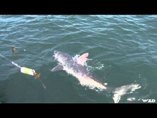Fishful Thinking - Porbeagle Shark and Spinner Pike