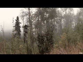 The EDGE - Close Encounter of the Elk Kind