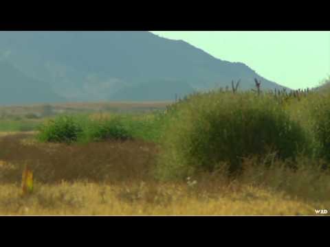 Noslers Magnum TV - Magnum Mule Deer