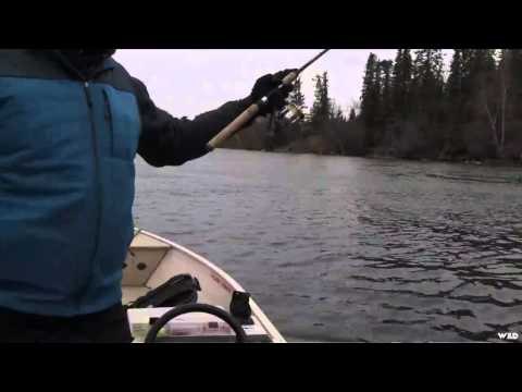 Maximum Limit Fishing - Tartan Surprise