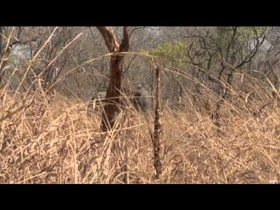 Hunt TV - Elephant