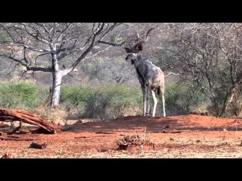 North American Safari - Shores of Africa