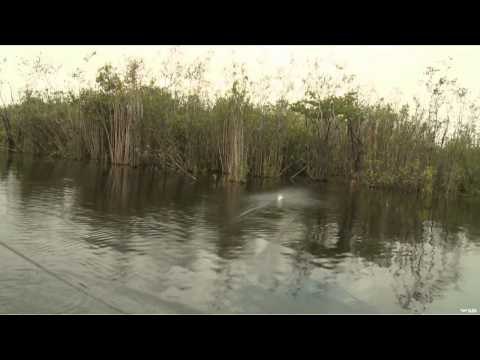 Fish TV - Amazon Peacock Bass