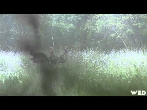 M2D Camos Livin the Dream - Quail Creek Plantation Turkeys