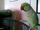 Pickles The Parrot eats penat