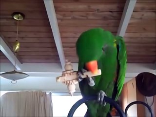 Playing with funny green parrot