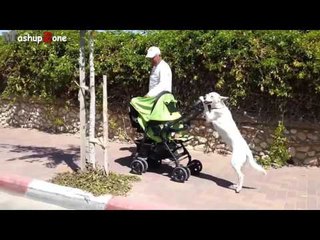 Funny Dogs Acting Like Humans-