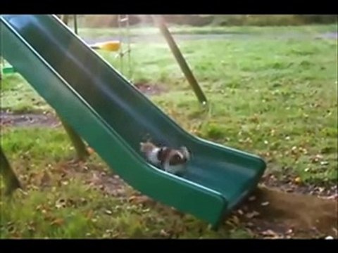- NEW FUNNY ANIMAL VINES AND GIFS -