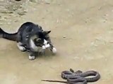 Сумасшедшая жопа. Кот атакует Змею!!!