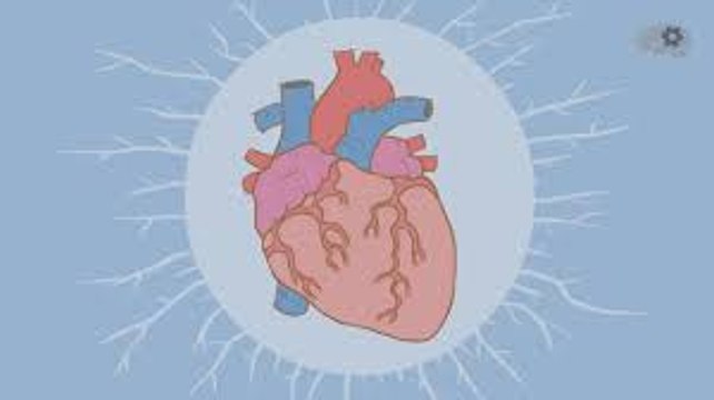 Как работает сердце