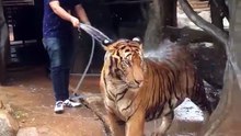 Como dar banho a um tigre