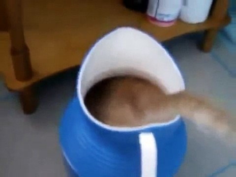 Забавные котики залезли в кувшын ! СМЕШНО ! FUNNY VIDEOS Funny Cats Compilation2014 [NEW HD]