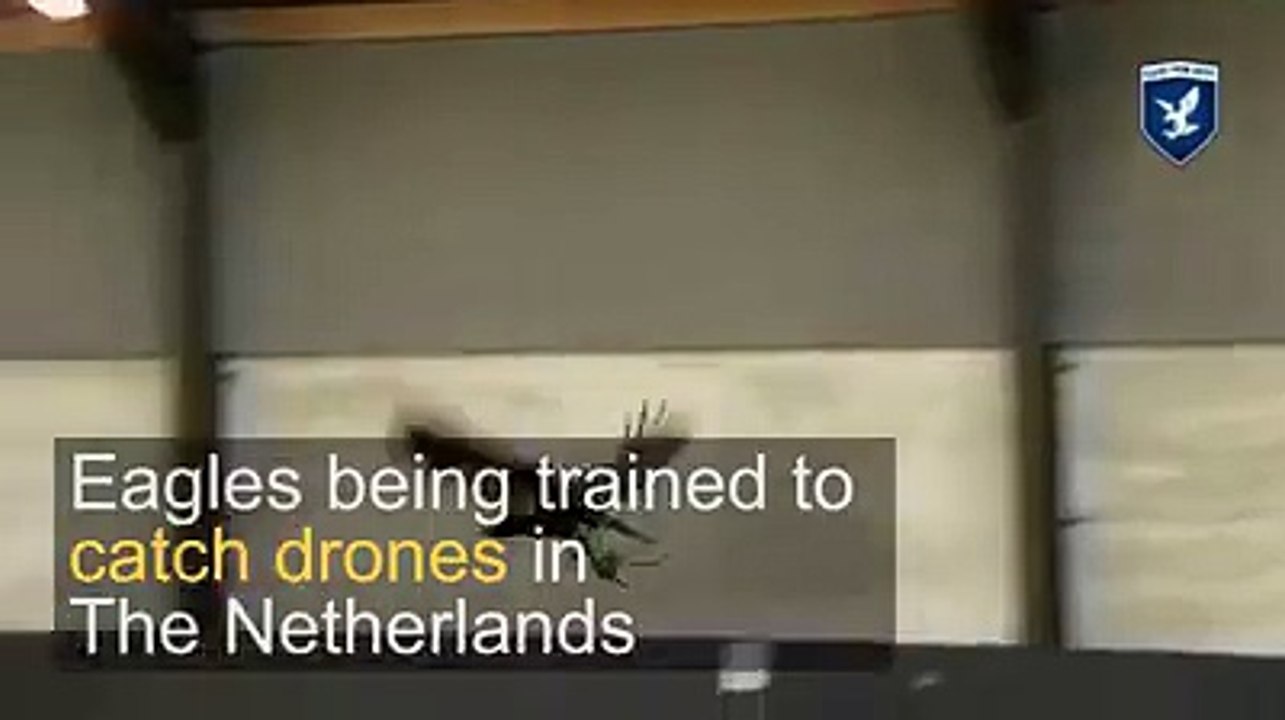 Eagles are being trained to catch evil drones in the Netherlands.