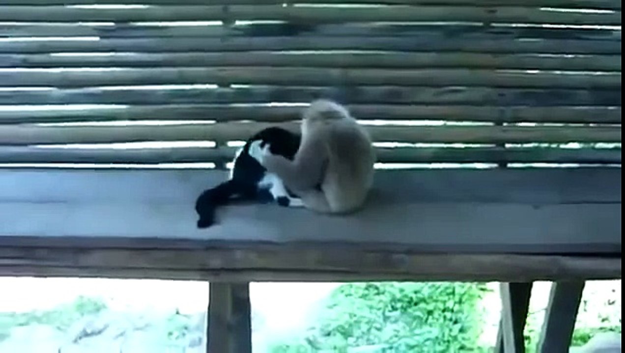 НАГЛАЯ ОБЕЗЬЯНА ГОНИТ С КОТА ! СУПЕР РЖАЧ ! FUNNY VIDEOS Funny Cats Compilation2014 [NEW HD]
